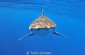 Up close and personal
Longimanus by Twila Grower 